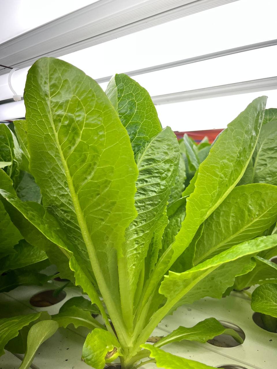 Vertical farming pioneering companies & Leaders